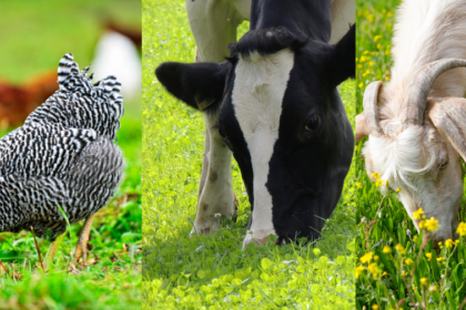 harnessing-the-benefits-of-mixed-pasture-seed:-enhancing-grazing-quality-and-sustainability